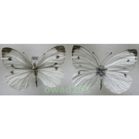 Pieris rapae (Linnaeus, 1758) pair Poland90f